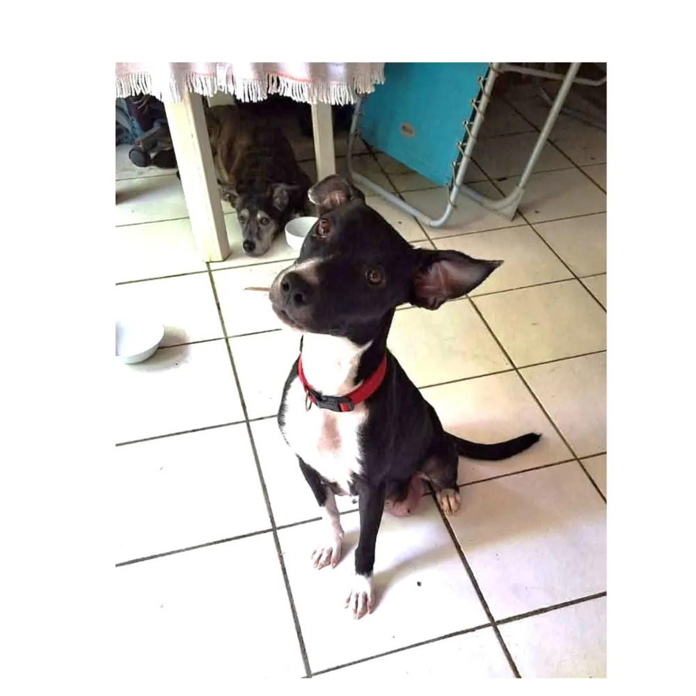   Chance, une com pagne adorable 