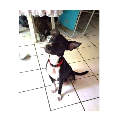 Chance, une com pagne adorable 350 44000 Nantes