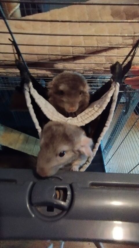 : petite famille de 4 chinchillas + cages etc.. 1000 45300 Engenville