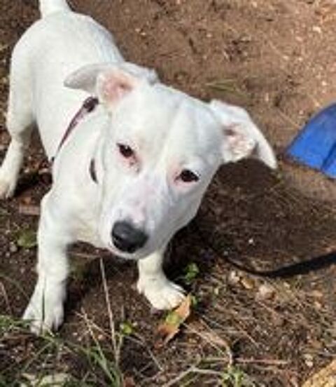   Snoop est à l'adoption 