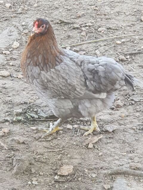 Poules+olives... 50 78910 Orgerus