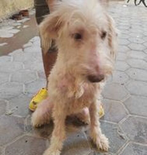   GINO FEMELLE NON STRILISE 1 AN A SAUVER D'GYPTE ADOPTION SEULEMENT  