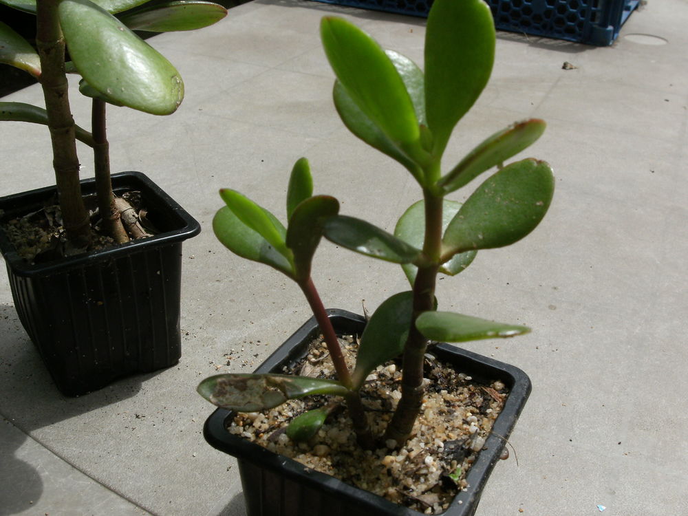 Plants de Crassula Ovata Jardin