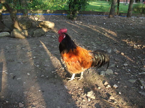 Coq 20 79270 Le vanneau-irleau