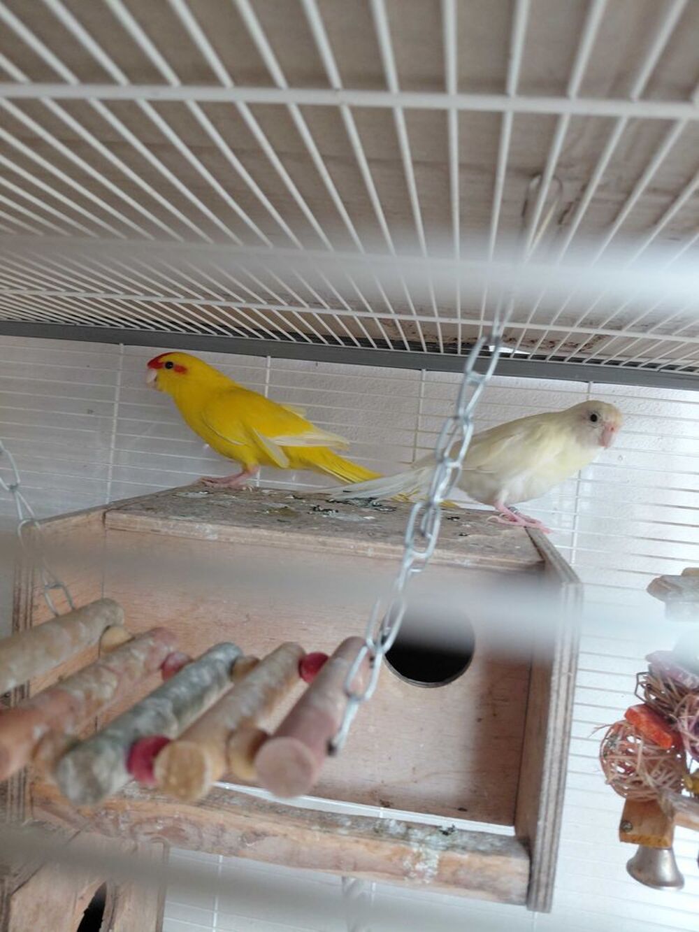 Couple de Kakariki Jardin