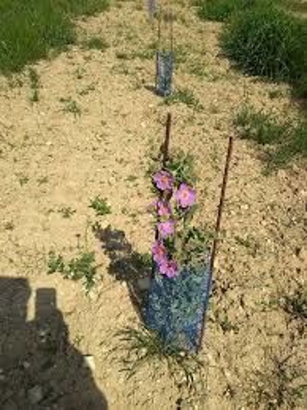 protection v&eacute;g&eacute;taux : arbres, vigne, plant truffier ect Jardin