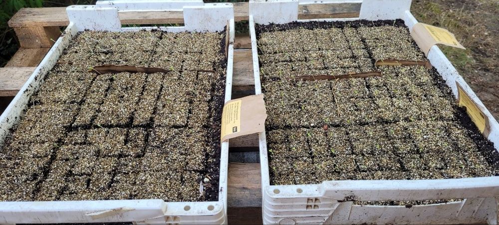 Plants mottes de salades Jardin