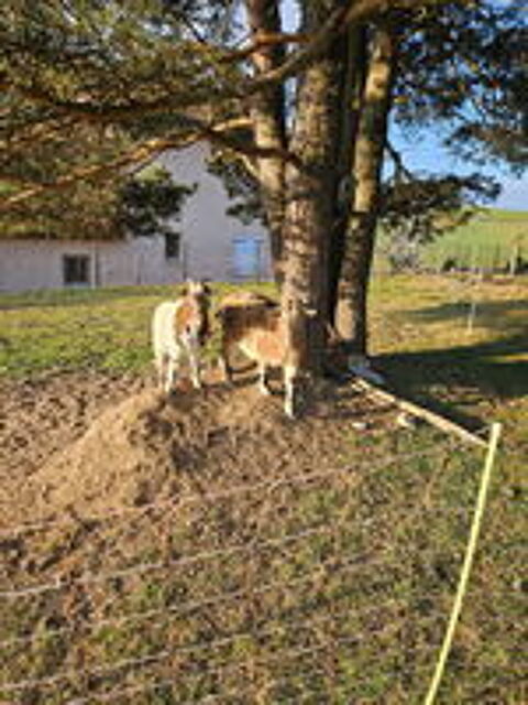   Boucs nain castrés 