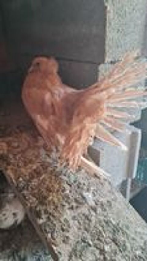   pigeons paons indiens pure race  