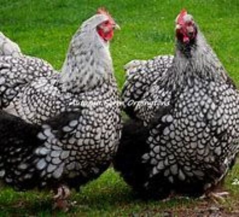 Coqs de races: cream legbard,batam pekin ect... 15 77540 Courpalay