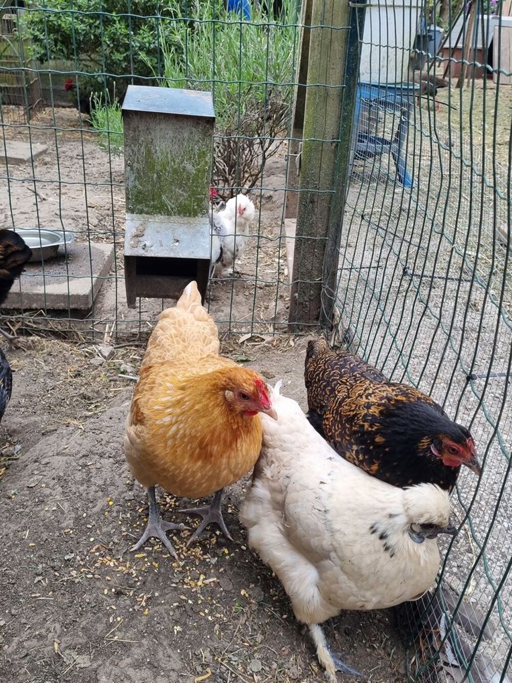   Poule, coq  de diffrentes races  