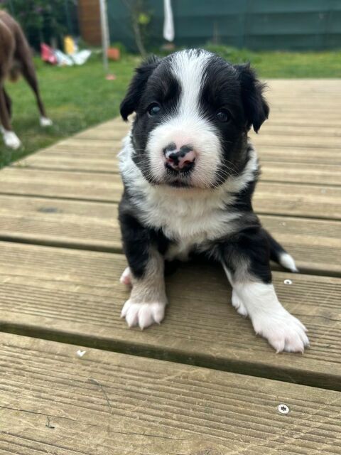 Chiots border collie &agrave; r&eacute;server  0 76111 Vattetot-sur-mer
