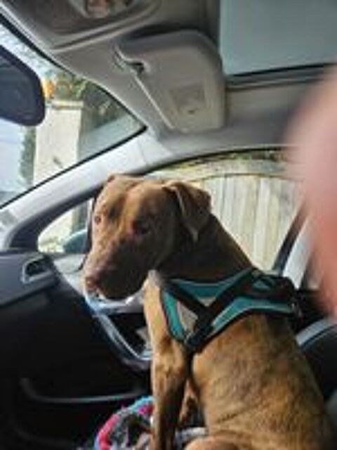   Denver, 5 ans,cherche  un  bon foyer  