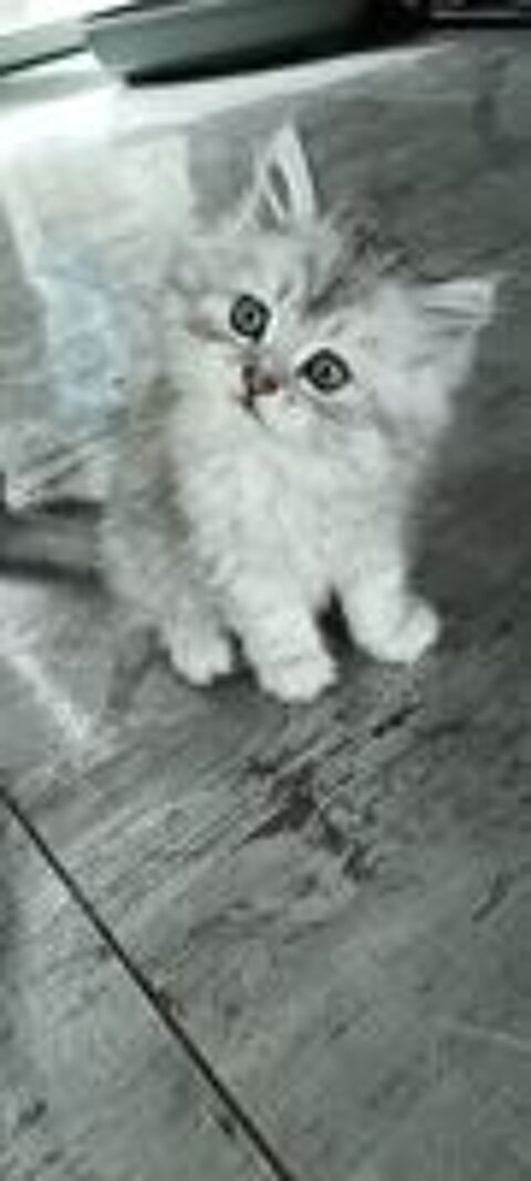   chaton persan chinchilla x maine coon  