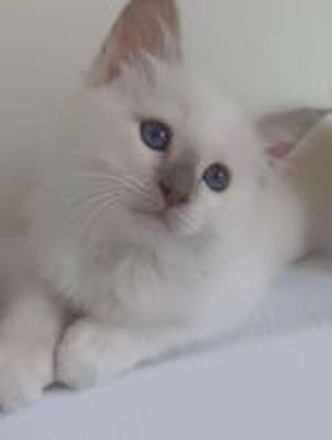  Chaton sacré de Birmanie non LOOF 