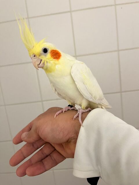 Calopsitte eam 120 67310 Wasselonne