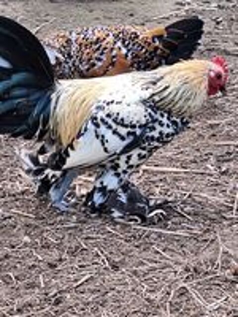   Couple poule sabelpoot  