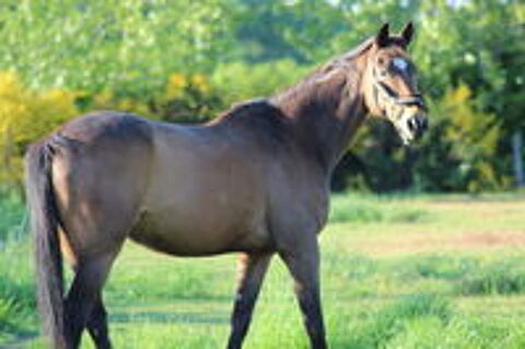   Bonjour propose pension au pré pour un cheval  