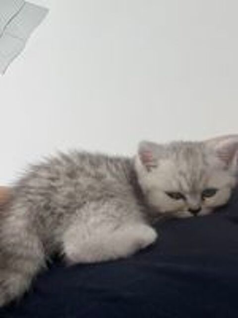   Magnifique chaton Scotisch fold 