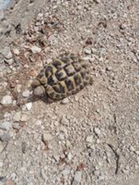   Tortue 