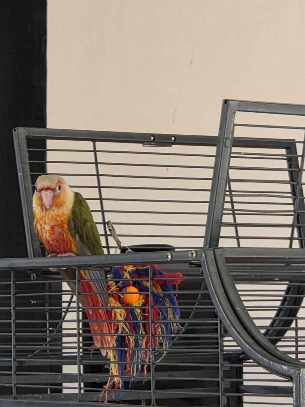   Conure molinae ananas eam  