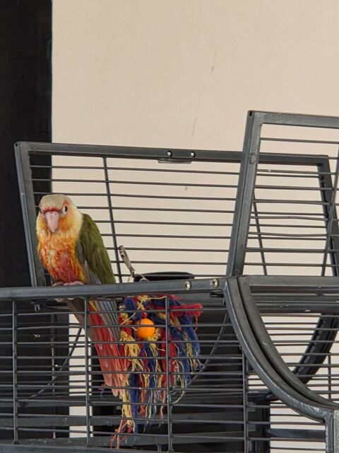 Conure molinae ananas eam 150 29860 Plabennec