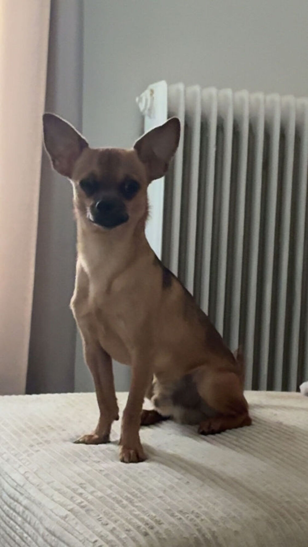 chihuahua Jardin