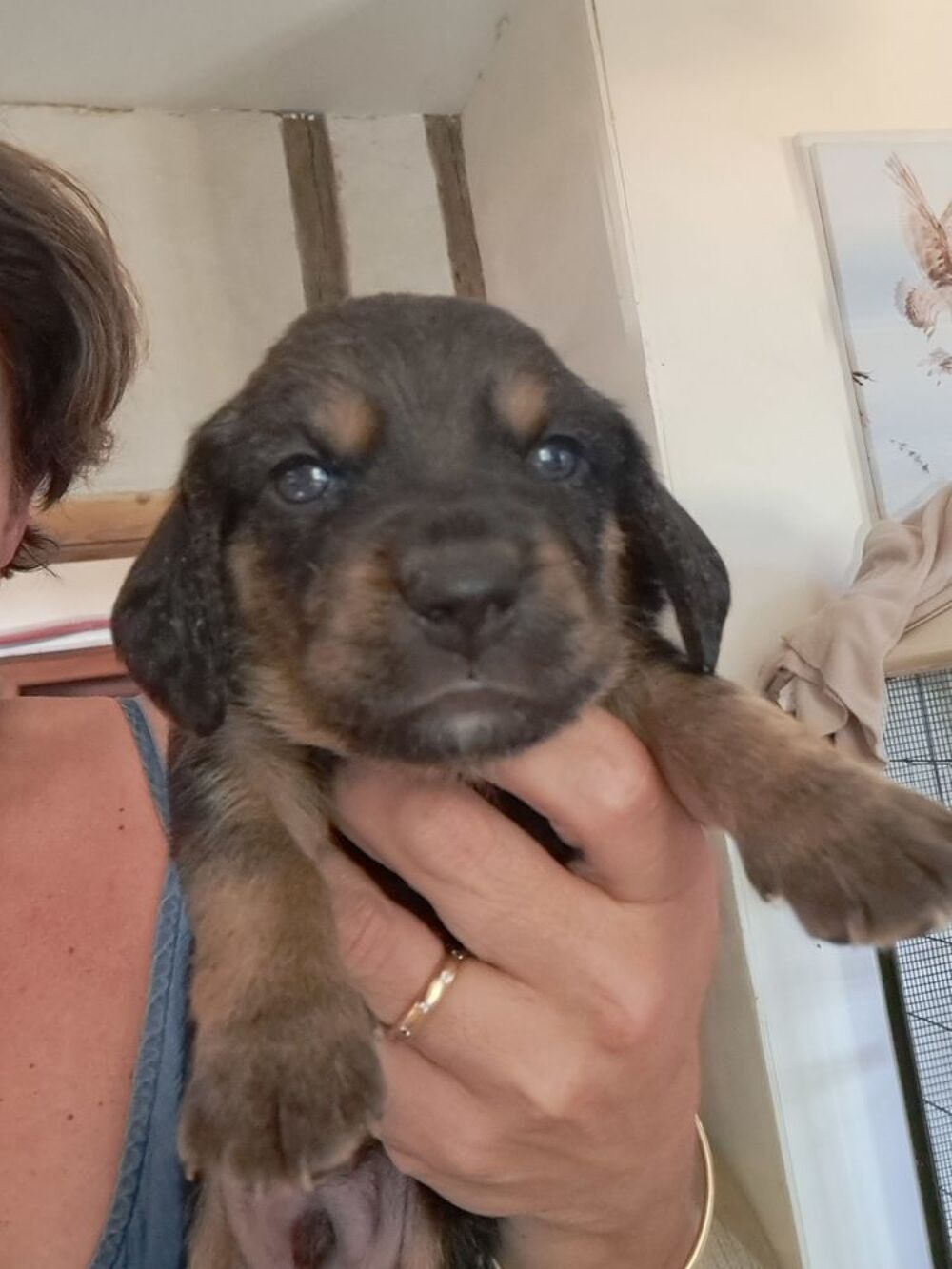   Chiot beagle x basset hound 