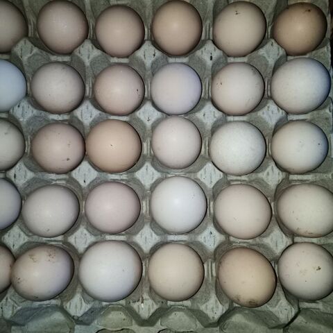 Oeufs f&eacute;cond&eacute;s de cou nu
X12 20 86340 Roches-pr�marie-andill�