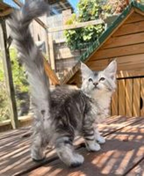   Chaton Maine Coon LOOF femelle 