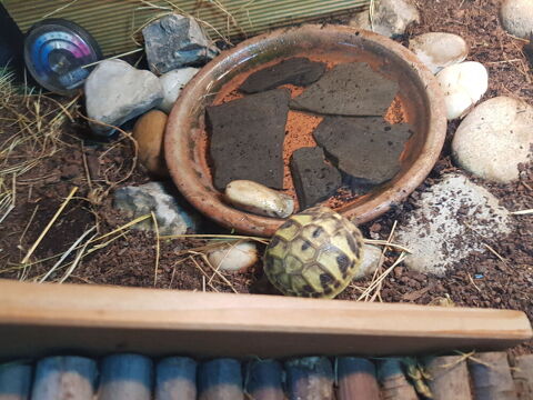TORTUE DE TERRE 90 62440 Harnes