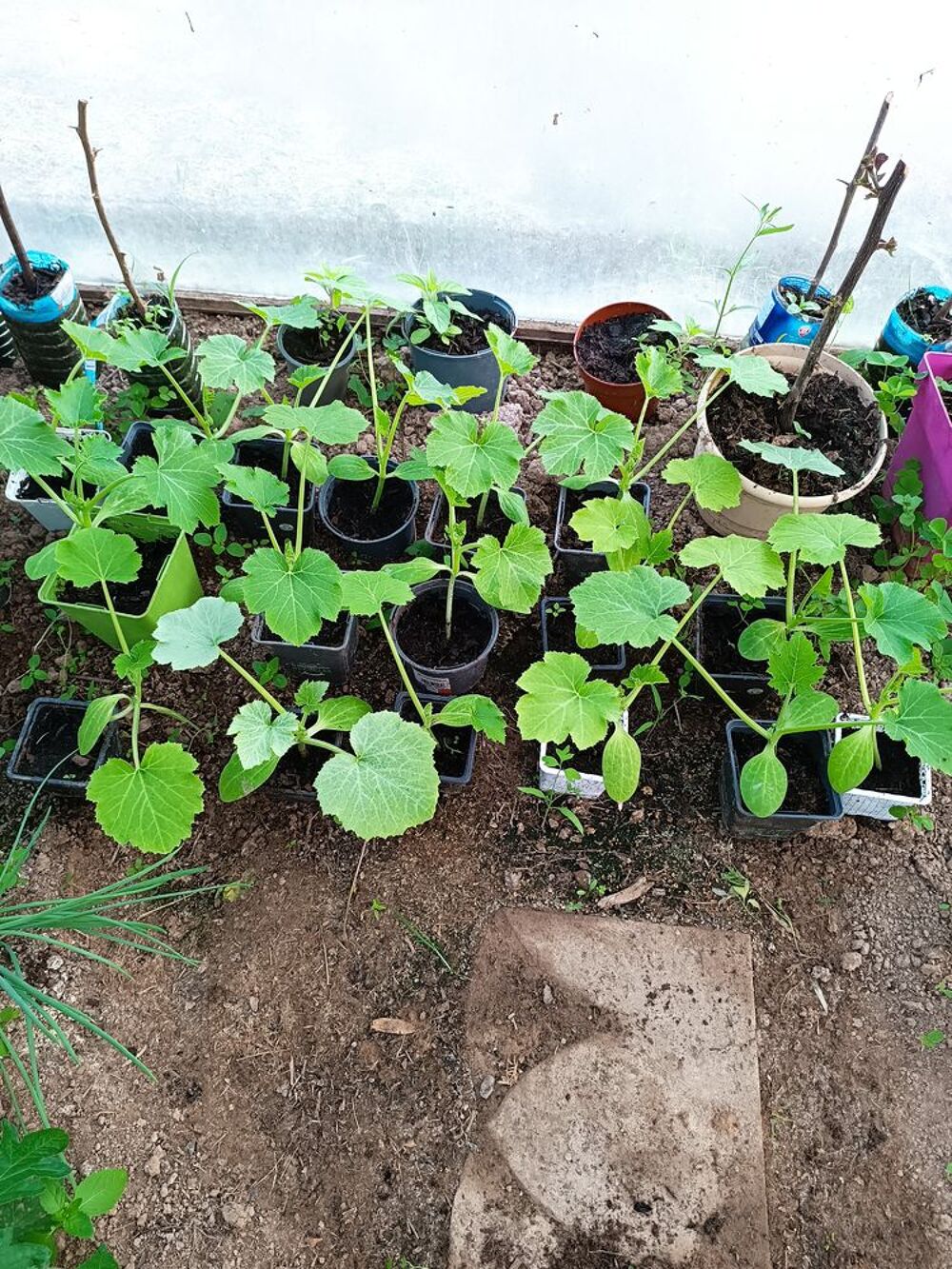 Plants de l&eacute;gumes bio Jardin