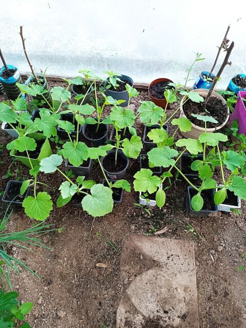 Plants de lgumes bio 1 Goven (35)