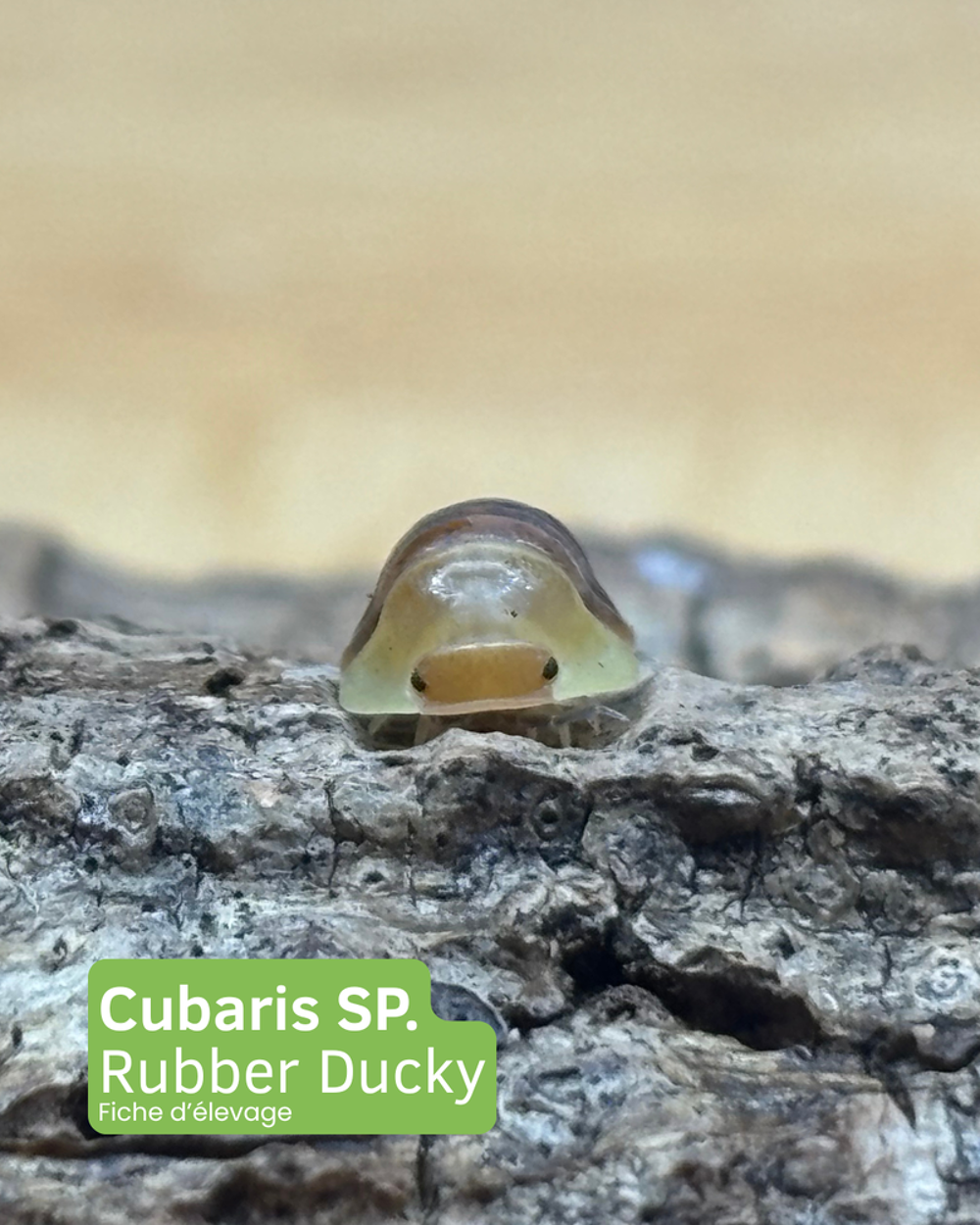   Cloportes / isopodes Cubaris sp. ?Rubber Ducky? 