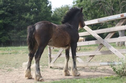 Incroyable poulain gypsy/irish cob !! 0 27290 Condé-sur-risle