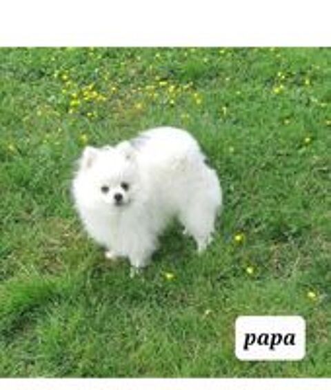   Chiots Spitz Main Poméranien  