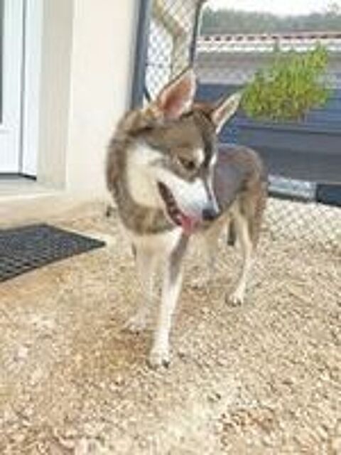   Chien BALTO à l adoption 