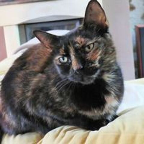   Chatte écaille de tortue perdue 57 