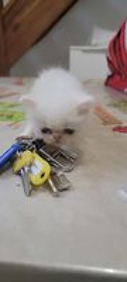   Chatons Persans blancs et Himalayen  