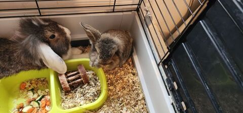 Lapin belier 15 16290 Moulidars