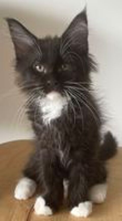   Chaton mâle de pure race Maine Coon 