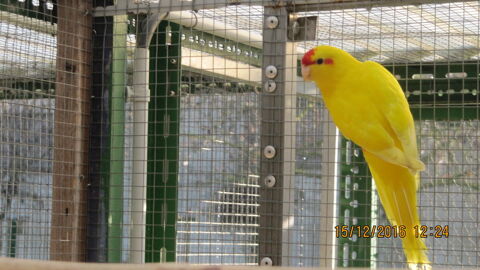 KAKARIKIS  FR JAUNE ET PANACHE  B 25 40 61260 Le theil