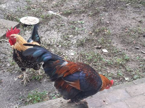 Jolis coqs semi- nains 10 41100 Vendme