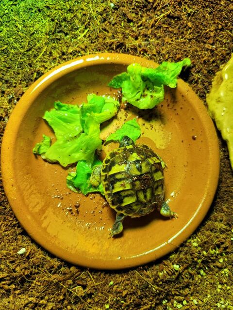 Tortue terrestre juv&eacute;nile 70 44000 Nantes