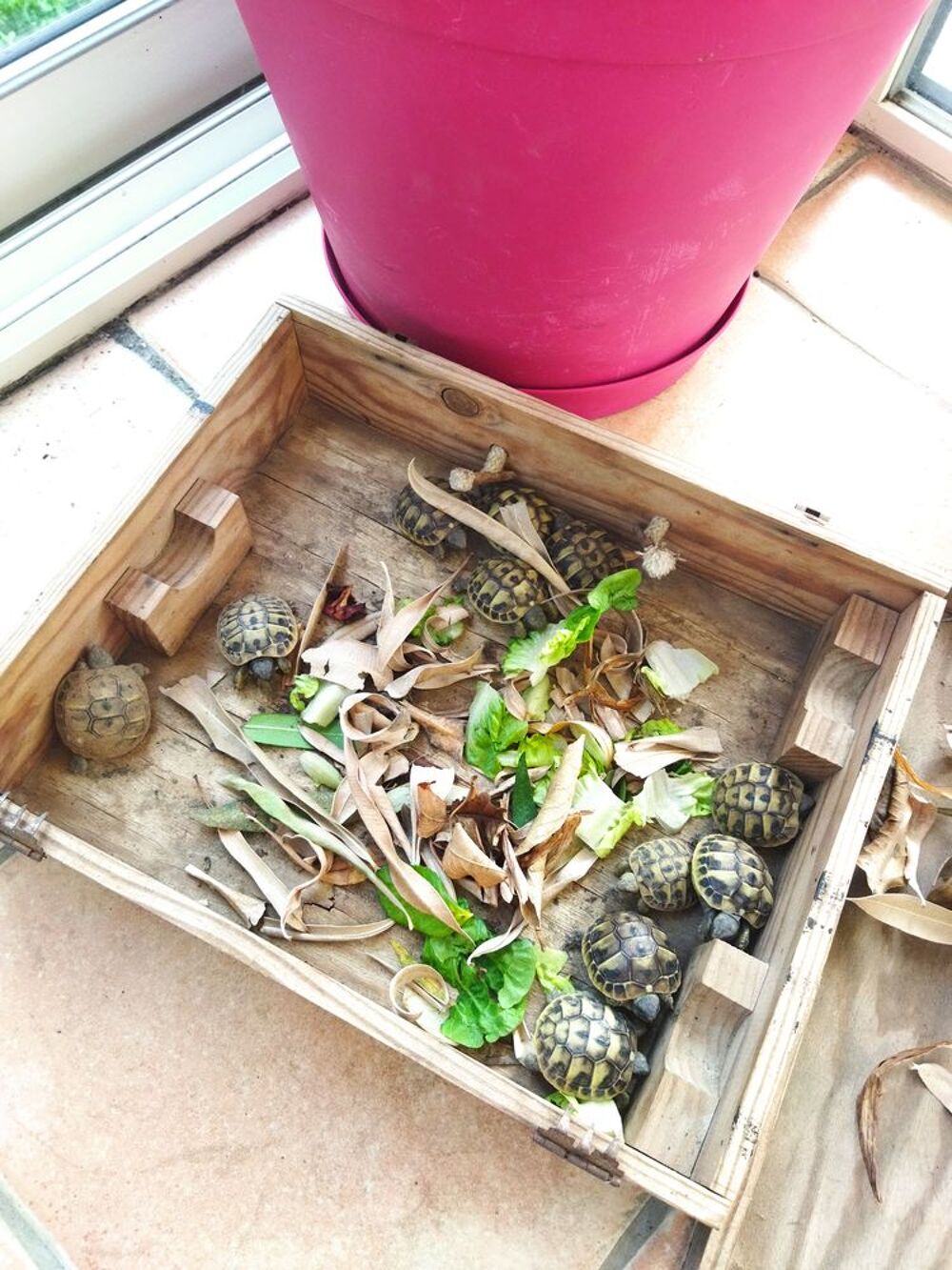   Reptile tortues 
