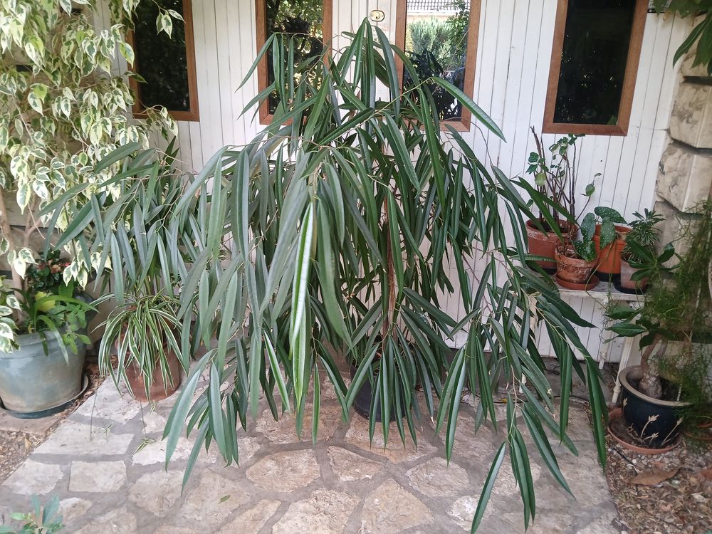 Plusieurs plantes vertes d int&eacute;rieur grande et plus petites Jardin