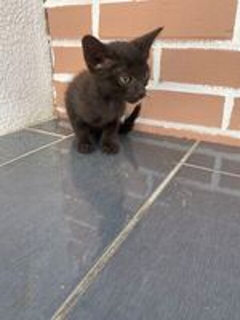   Chatons 