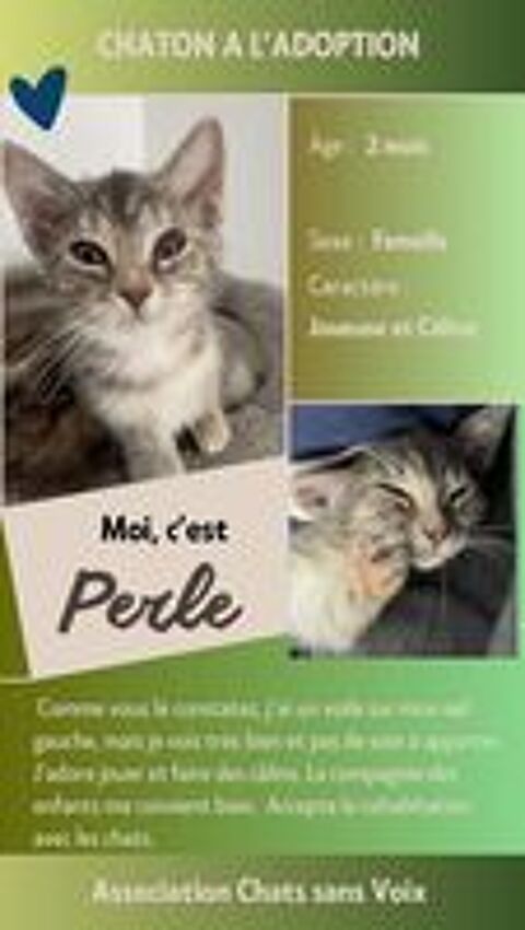   À l'adoption : Perle, adorable chaton femelle de 2 mois (Association) 