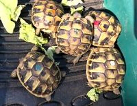   Tortue ? juvénile  