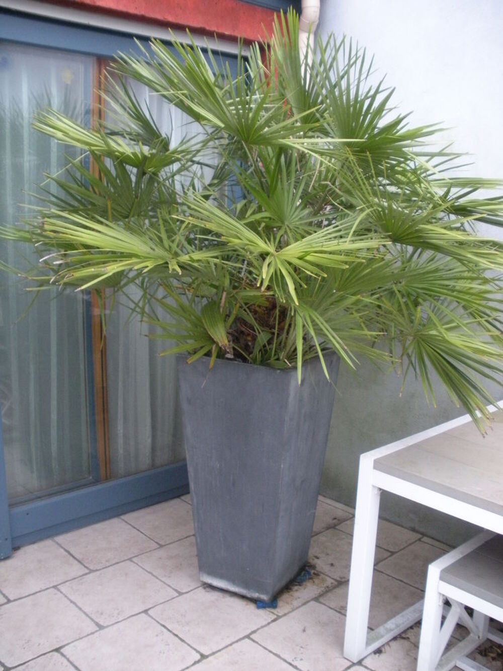 Palmier rustique CHAMAEROPS HUMILIS Jardin